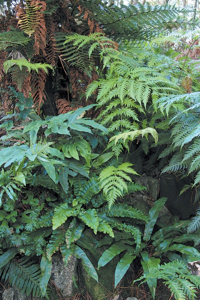 Woodwardia unigemmata growing on a stumpery in Sheila Tiffin’s garden in England