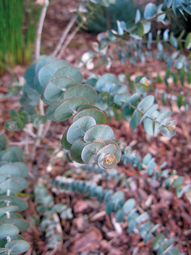 Book-leaf mallee (Eucalyptus kruseana)