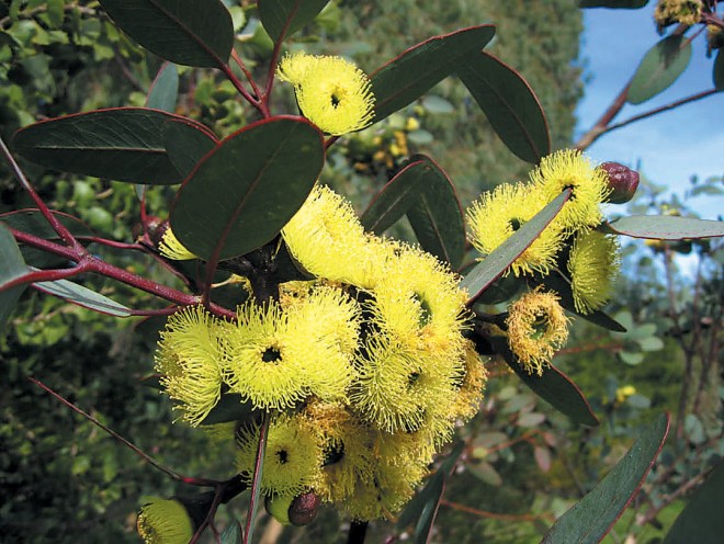 Bell-fruited mallee (Eucalyptus preissiana)