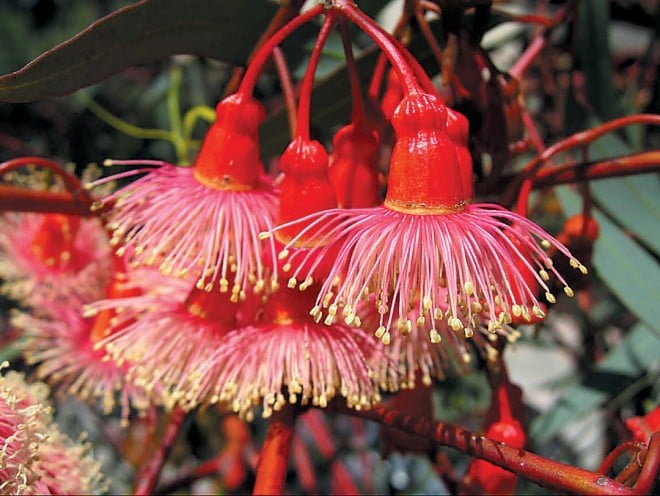 Coral gum (Eucalyptus torquata)