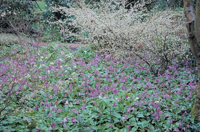 Native fawn lilies (Erythronium revolutum) cover the ground in early spring, in front of a buttercup winter hazel (Corylopsis pauciflora) in bud