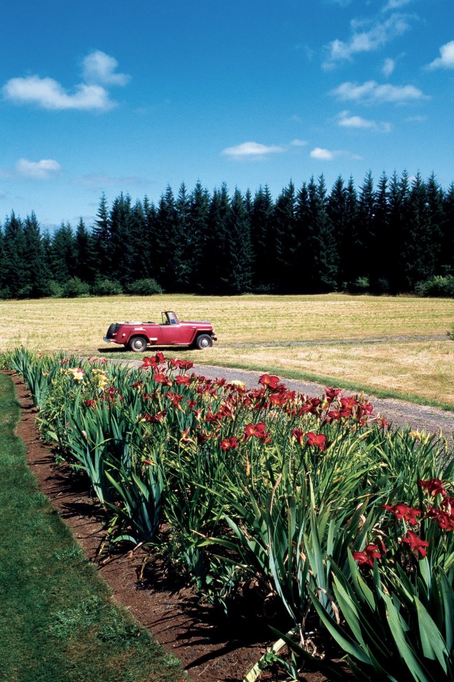 Douglas-fir forests and agricultural fields provide the backdrop for the gardens at Kinzy Faire; in the foreground, the Orphan Garden, filled with bearded iris and daylilies (Hemerocallis). Author’s photograph