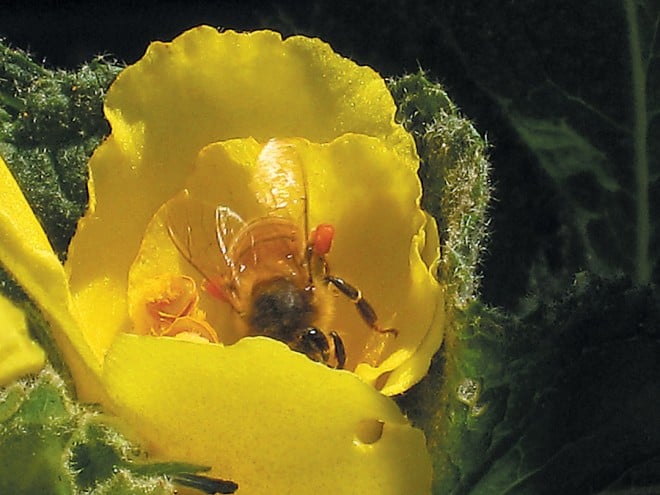 A honeybee gathering nectar in a flower of Verbascum ‘Banana Custard’