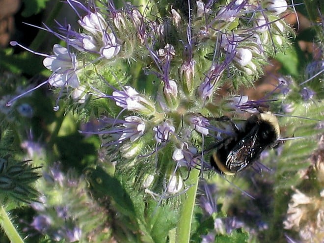 A bumblebee gathering nectar in flowers of Phacelia tanacetifolia. Author’s photographs