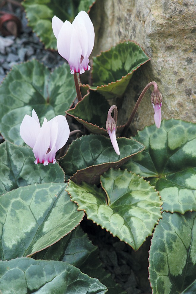 Cyclamen africanum