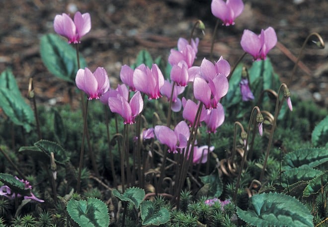 Cyclamen hederifolium, a deeply colored selection