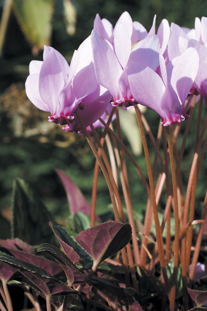 Cyclamen hederifolium, a typical pink selection. Author’s photographs