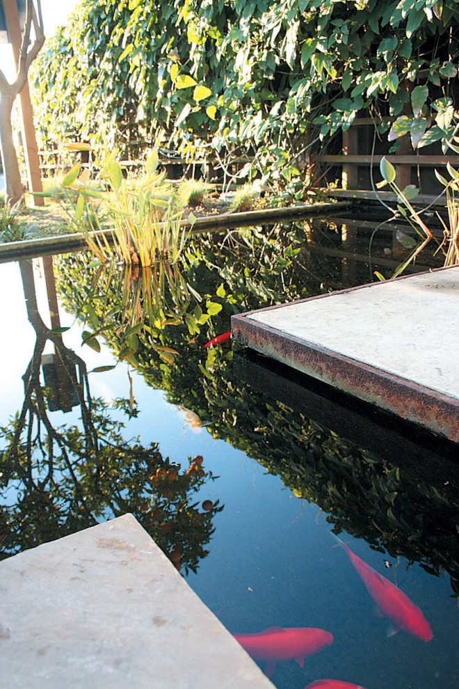 A pond fills much of the courtyard; palm grass (Setaria palmifolia) peeks out from under the staircase. Photograph by Haley Adams