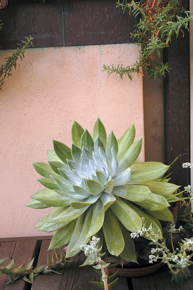 Chalk dudleyas (Dudleya pulverulenta), one of the author’s favorite succulents, fill pots throughout the office garden. Photograph by Jessica Harlin - See more at: https://www.pacifichorticulture.org/articles/van-atta-design-studios-sustainable-design-on-a-small-site/#sthash.GjZRrrDt.dpuf