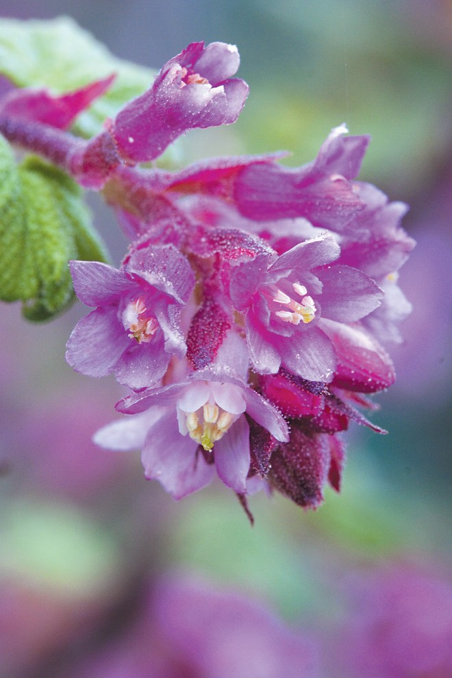 Nectar-rich blossoms of chaparral currant (Ribes malvaceum) feed the hummingbirds through winter