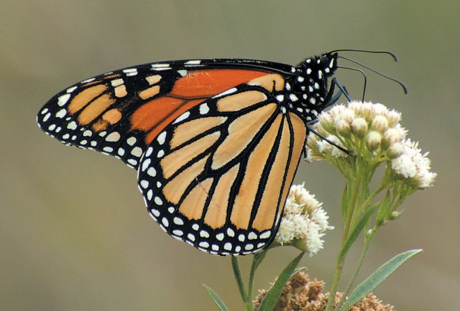 A monarch butterfly feeding on pearly everlasting (Anaphalis margaritacea)