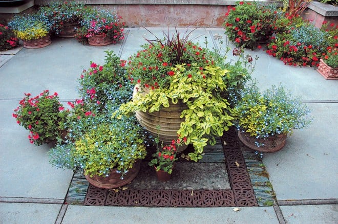 Containers provide seasonal color in the middle of the terrace; here, a number of pelargoniums sparkle along- side forget-me-nots (Myosotis sylvatica) and a variegated Ceanothus griseus var. horizontalis ‘Diamond Heights’