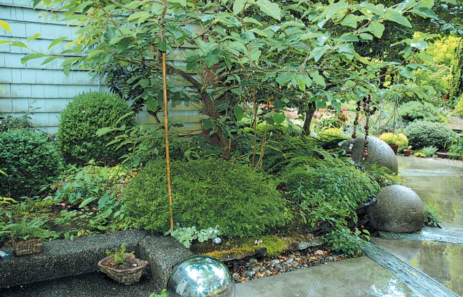 Stone balls repeat the spheres and “pillows” of various boxwoods (Buxus cvs)