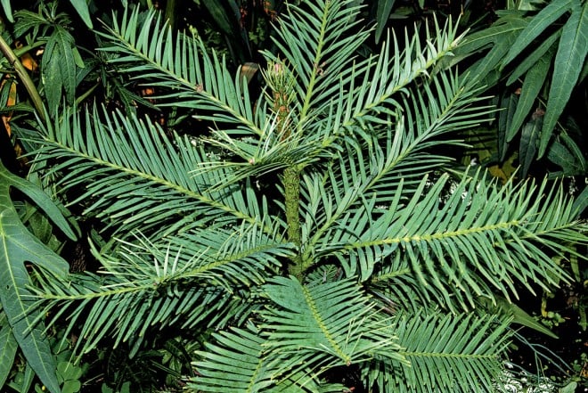 The rare Wollemi pine (Wollemia nobilis) has flattened, linear leaves arranged spirally on the stem, but twisted at the base to appear two-ranked. They are quite distinct from species of Araucaria and Agathis