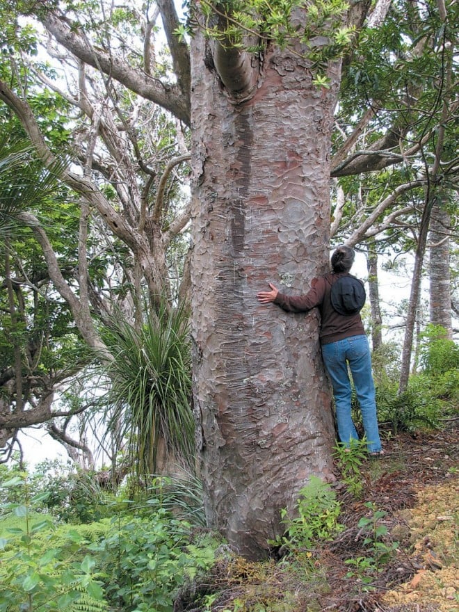 Patchy exfoliating bark characterizes kauri pine (Agathis australis) in a second growth forest near the northern tip of New Zealand. Photograph by RGT