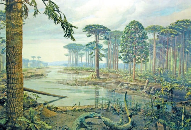 Diorama of an araucariad forest from 200 million years ago, when all the continents were united into the vast supercontinent Pangaea. Whether any logs at Petrified Forest National Park came from trees such as these is unknown at this time. From all the thousands of petrified logs, one can only imagine the extent and diversity of this ancient forest of giant trees. (Diorama on display at the Rainbow Forest Museum, Petrified Forest National Park)