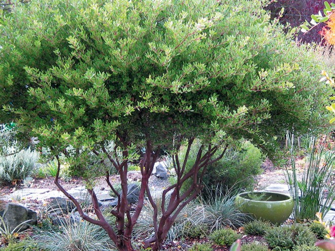 Arctostaphylos densiflora ‘Howard McMinn’ in a garden setting. Author’s photograph - See more at: https://www.pacifichorticulture.org/articles/arctostaphylos-for-pacific-northwest-gardens/#sthash.cFQDub9E.dpuf