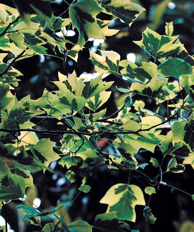 Variegated tulip tree (Liriodendron tulipifera ‘Aureomarginatum’)