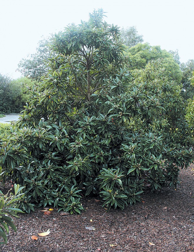 Form, flowers, and fruits of loquat (Eriobotrya japonica). Author’s photographs