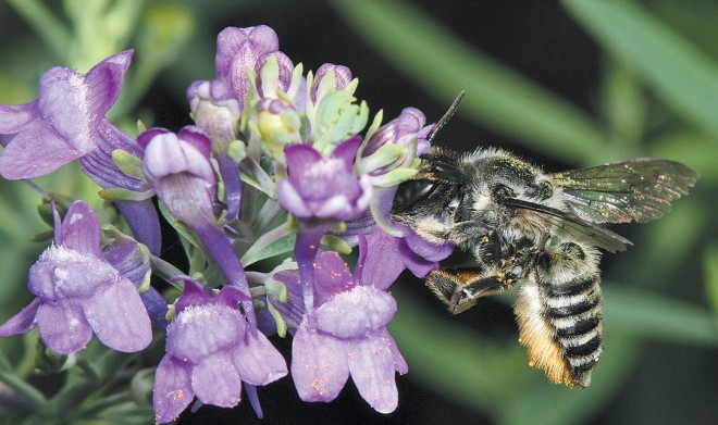 a leaf-cutting bee (megachile sp.) feeding on linaria (linaria purpurea)