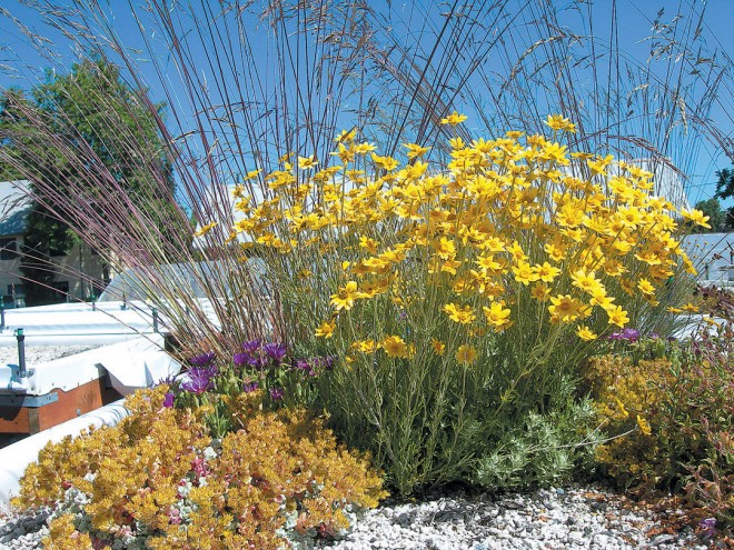 Cape Blanco stonecrop (Sedum spathulifolium ‘Cape Blanco’), common woolly sunflower (Eriophyllum lanatum var. lanatum), and Roemer’s fescue (Festuca idahoensis var. roemeri). Photographs by Erin Schroll