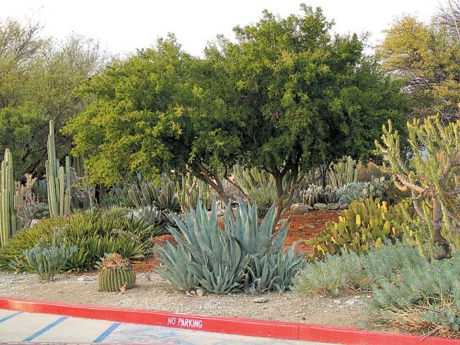 Among the earliest plantings on the Pitzer College campus, a multi-trunked specimen of Texas ebony (Pithecellobium flexicaule) dominates the center of a bed, surrounded by pipe organ cactus (Pachycereus marginatus) and Agave datylio vexans on the left, a silvery century plant (Agave americana) in front center, and Cylindropuntia cholla and Euphorbia rigida on the right. Photographs by author, except as noted.