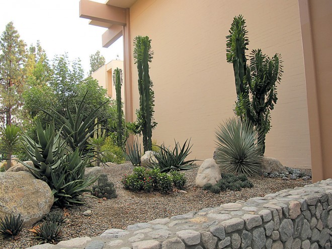 Dining hall plantings: tall columns of euphorbia obovalifolia (syn. e. ampliphylla), silvery blue spears of Yucca rostrata, aloe camperi, a. suzannae, and little a. aristata on the left, and a dwarf form of crown-of-thorns (euphorbia millii) flowering in the center