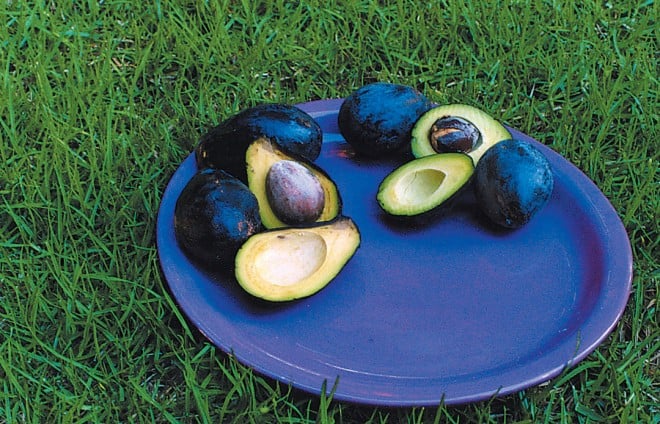 A bowl of luscious, and healthful, avocado fruits