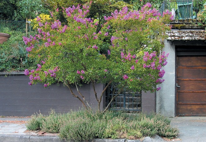 Lagerstroemia 5 fauriei ‘Catawba’