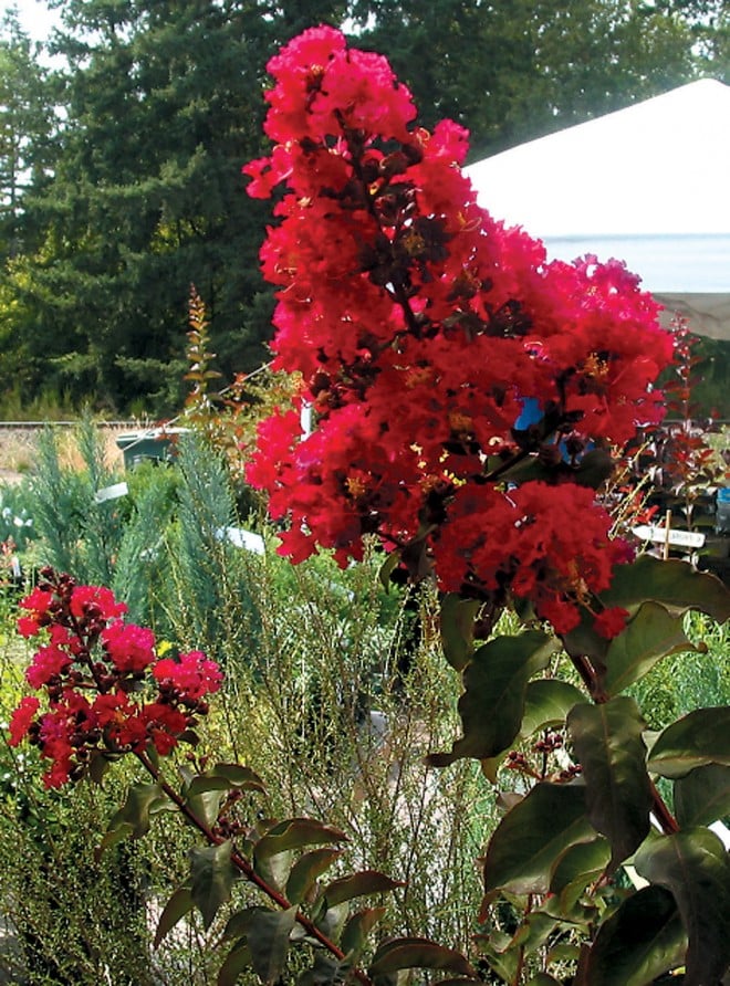 Lagerstroemia ‘Arapaho’