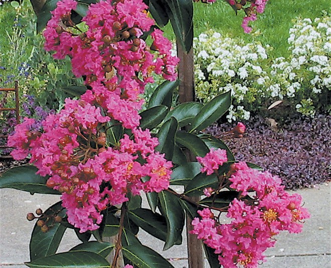 Lagerstroemia 5 fauriei ‘Pecos’