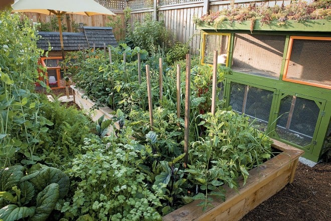 The kitchen garden burgeons with flowers, herbs and vegetables by June. Colorful coops and hutches hold doves, chickens, and a rabbit; the birds provide eggs to eat, and all the livestock provide manure and bedding to improve the soil—and company for the gardener.