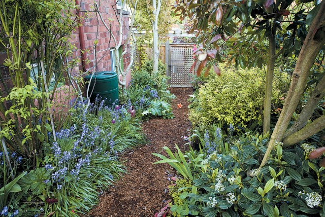 Every downspout, including this one on the side of the house, has its own cistern to collect water from the roof to irrigate the garden. Edibles like rhubarb and artichokes mingle with Jennifer’s favorite, sturdy plants like Viburnum davidii and small spireas that she repeats throughout the garden.