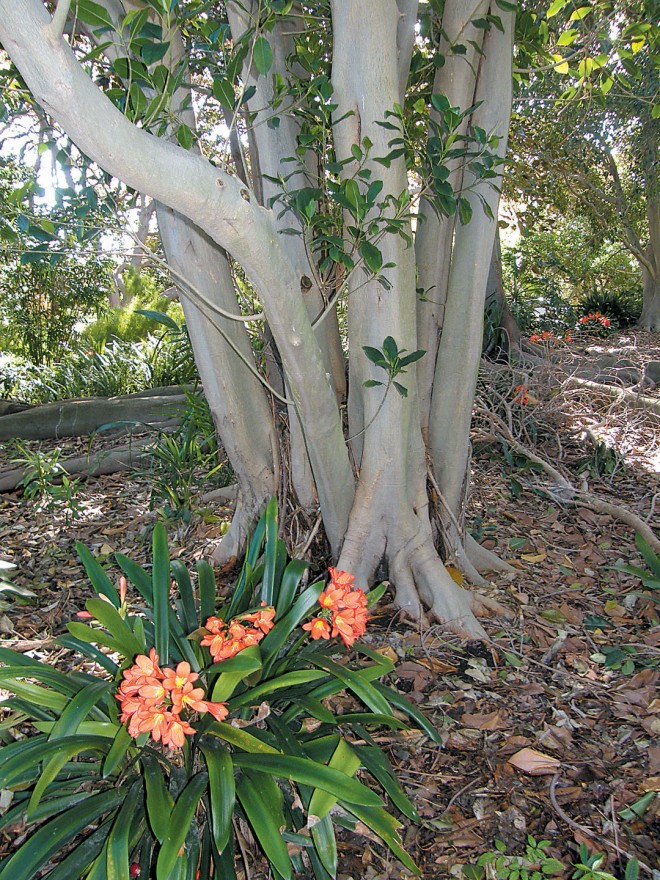 Clivia miniata flowers in the deep shade of the Banyan Grove, South Coast Botanic Garden - See more at: https://www.pacifichorticulture.org/articles/trees-of-south-coast-botanic-garden-the-banyan/#sthash.OaxlKLLa.dpuf