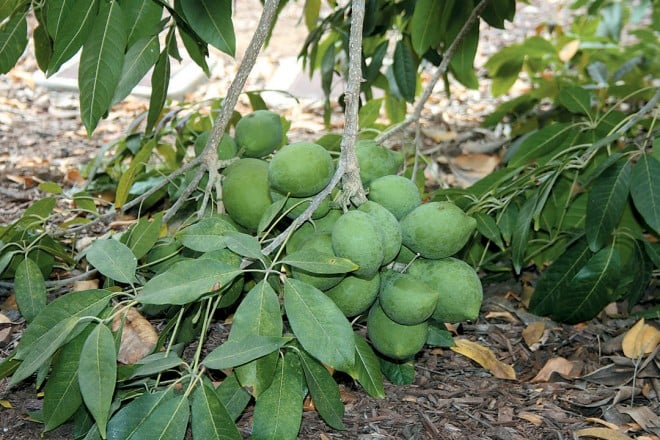 Ripening fruits of ‘Wilson’ sapote (Casimiroa edulis ‘Wilson’)