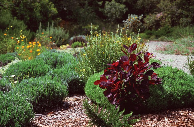 A portion of the author’s almost-unwatered garden in Arroyo Grande, California