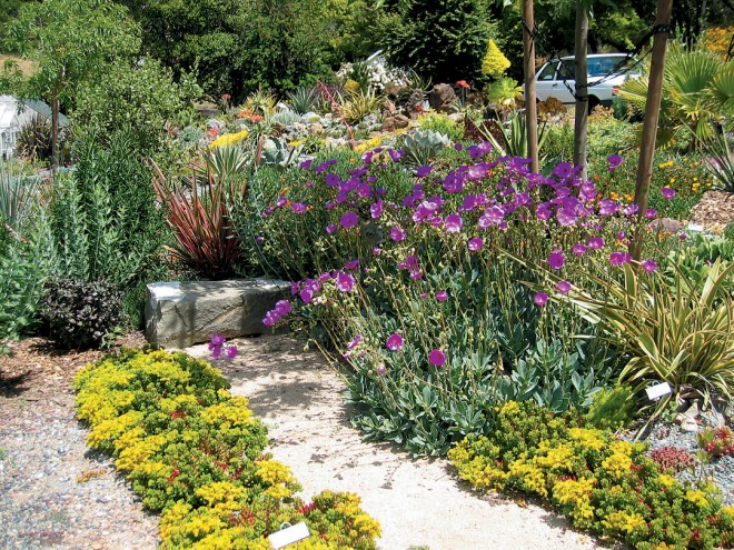 Calandrinia grandiflora brightens and protects a simple bench made of sandstone salvaged from a nearby church