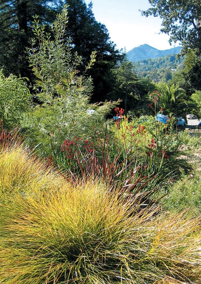 Golden pheasant’s tail grass (Anemanthele lessoniana), kangaroo paws (Anigozanthos), and various acacias help frame a view to Mt. Tamalpais