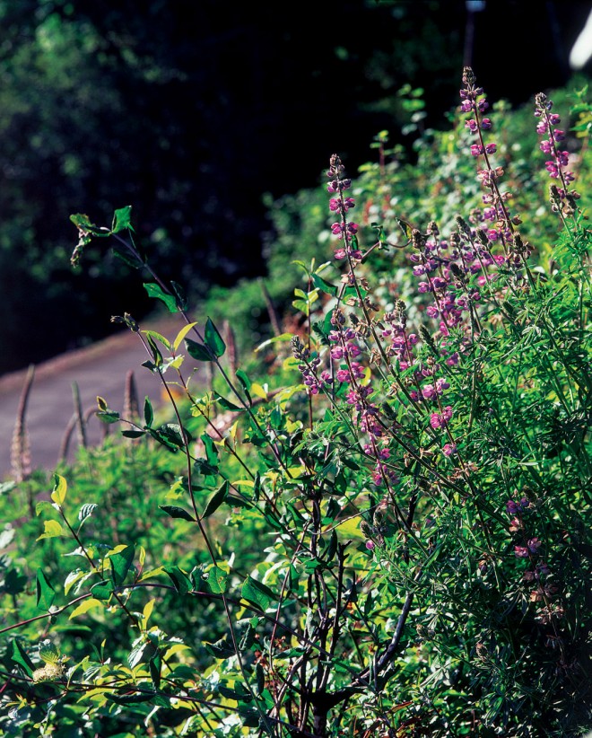 Lupinus rivularis, Lonicera ciliosa, and Cornus stolonifera