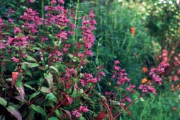 Richardson’s penstemon (Penstemon richardsonii)