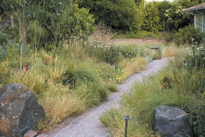 This meadow features native grasses and perennials grown from seed collected in the homeowner’s local watershed. Photographs by Saxon Holt, except as noted