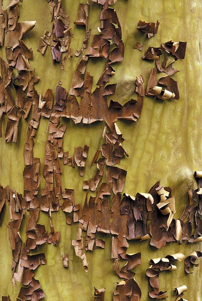 As the old bark peels away, the younger, brighter bark is revealed on madrone (Arbutus menziesii). Photographs by Al Dodson