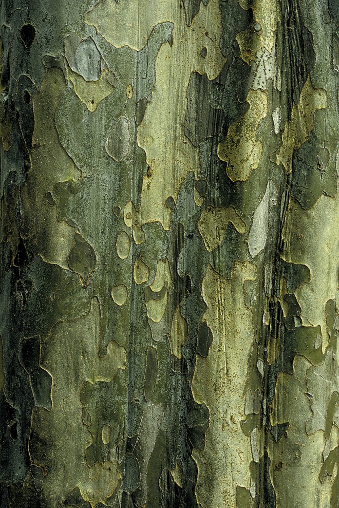 A fluted trunk and green bark of (Pseudocydonia sinensis)