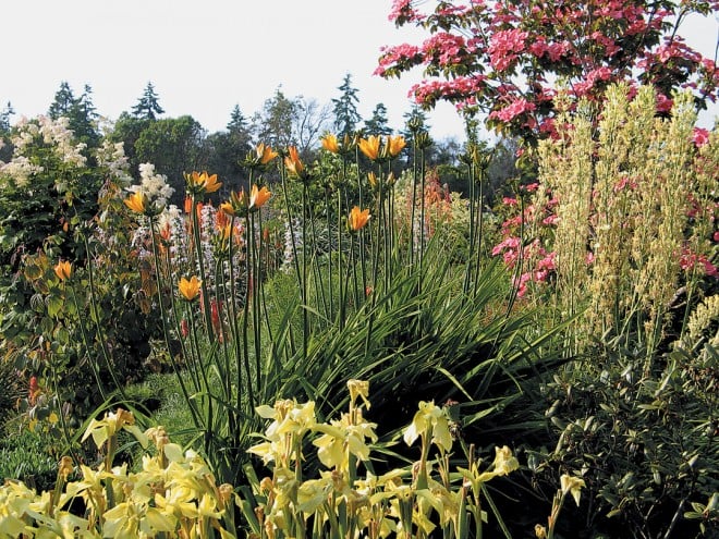 A flowery portion of the border in early summer. Photographs by Sue Milliken