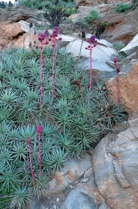 One of many species of chagual (Puya venusta), a terrestrial bromeliad, at Cerro La Cruz, Zapallar