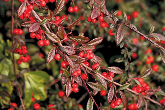 Cotoneaster salicifolia ‘Repens’