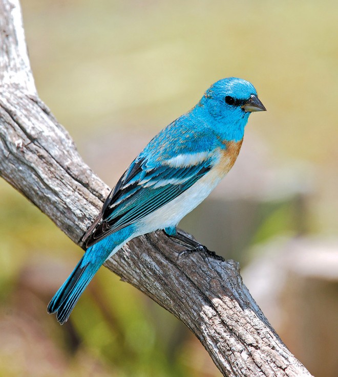 Lazuli bunting (Passerina amoena)