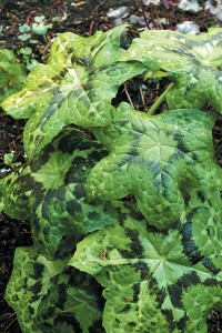 Podophyllum ‘Kaleidoscope’