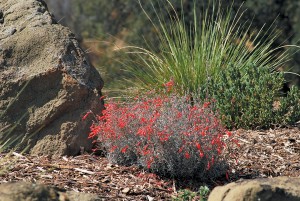 California fuchsia (Zauschneria cana, syn. Epilobium canum), one of John’s favorite native plants