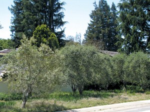 A grove of olives (Olea europaea) give structure to the author’s former garden